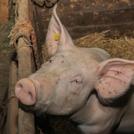 Gospodarstwo agroturystyczne Povsin *