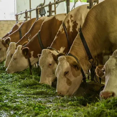 Séjour à la ferme Farm Holidays Povsin Bled