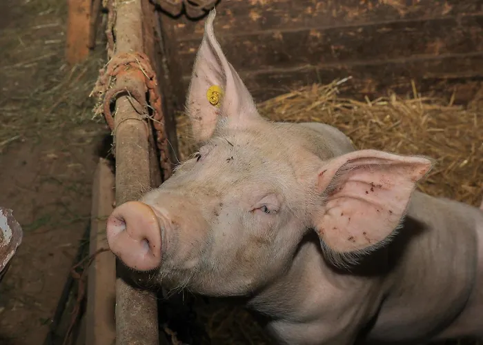 Alloggio per agriturismo Povsin *