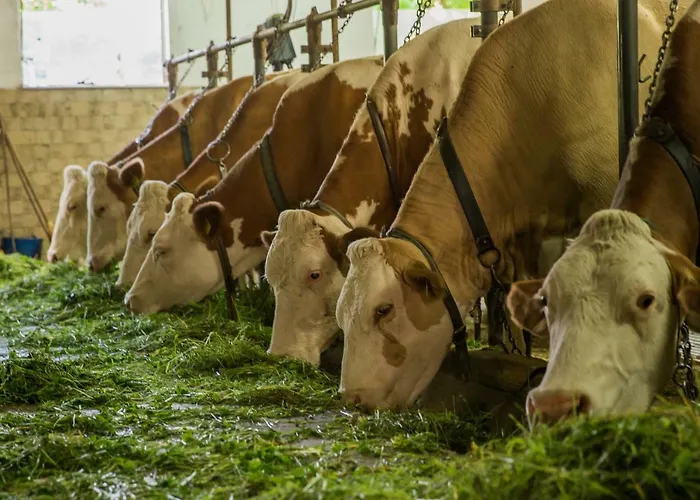 Alloggio per agriturismo Povsin Bled